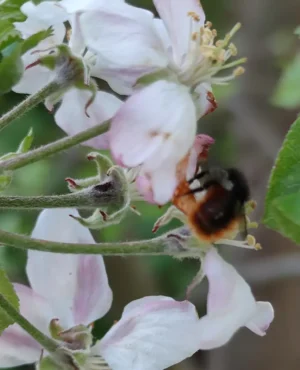 Rote Mauerbienen