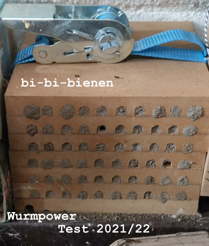 Wildbienen Test Wurmpower Bi-Bi-Bienen